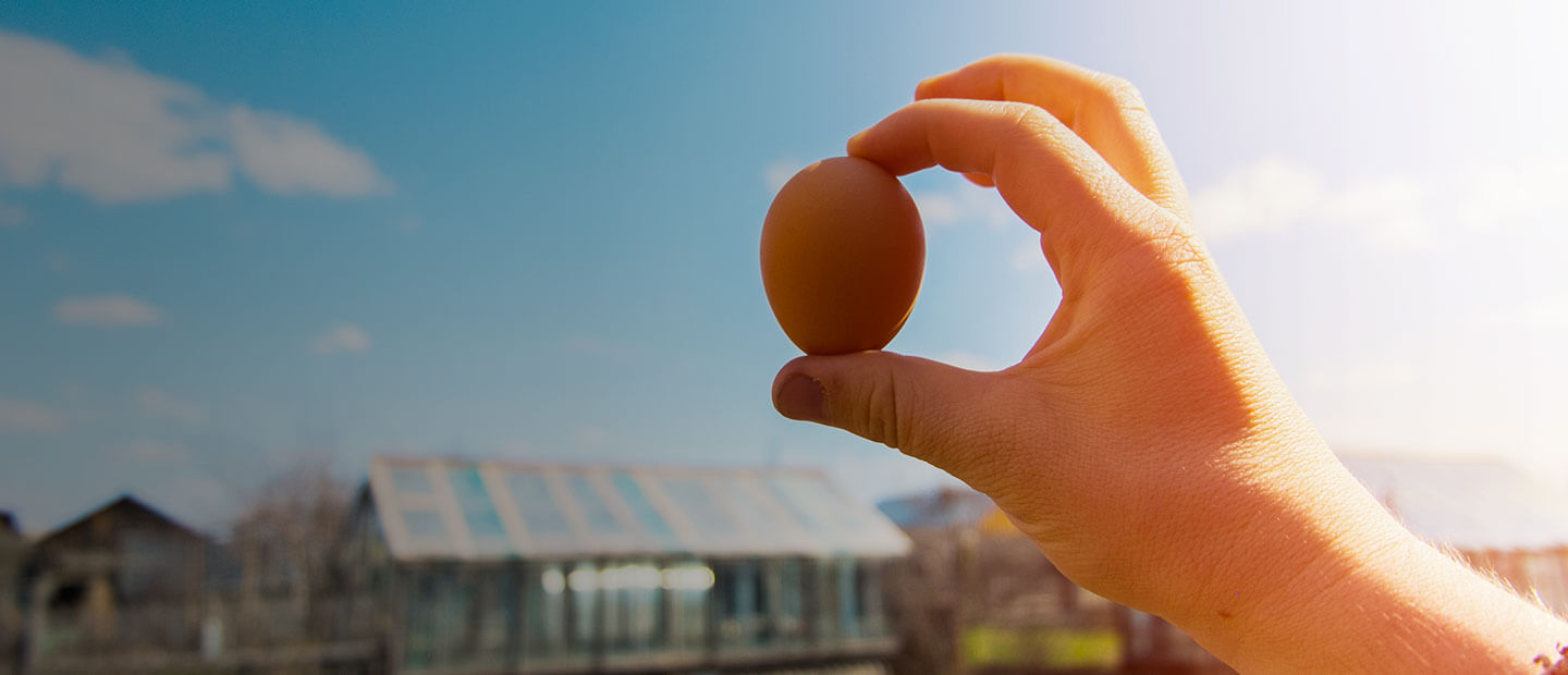 Hand holding an egg over a chicken coop - Foster Farms