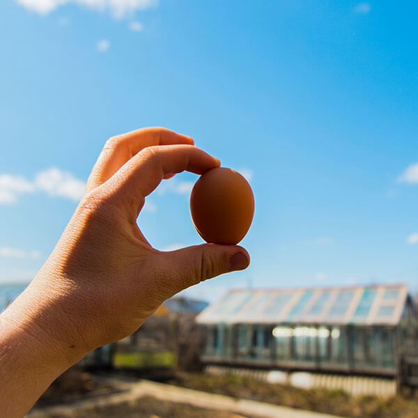 Hand holding an egg over a chicken coop - Foster Farms